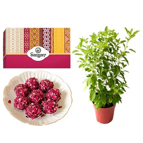 Kaju Rose Laddu from Sangam Sweets with a Tulsi Plant	