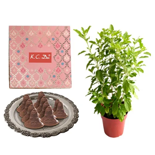 Choc-O-Bell from K.C.Das with Tulsi Plant