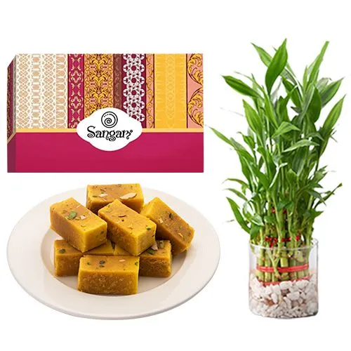 Mysore Pak from Sangam Sweets with 3 Tier Lucky Bamboo Plant	