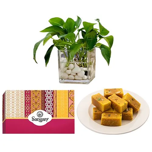 Mysore Pak from Sangam Sweets with a Money Plant in Glass Pot