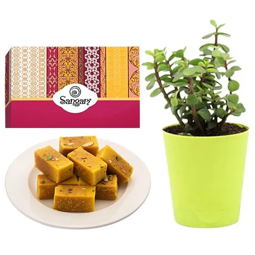 Mysore Pak from Sangam Sweets with a Jade Plant in Plastic Pot