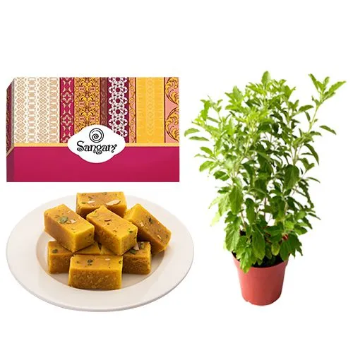 Mysore Pak from Sangam Sweets with a Tulsi Plant	