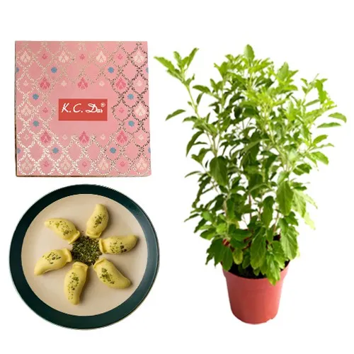 Aam Bhora Sondesh from K.C.Das with Tulsi Plant