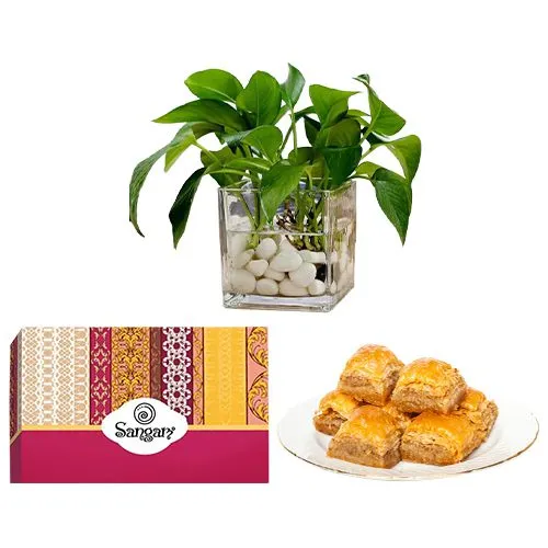 Desi Baklava from Sangam Sweets with a Money Plant in Glass Pot