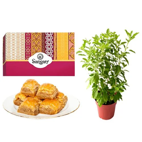 Desi Baklava from Sangam Sweets with a Tulsi Plant	