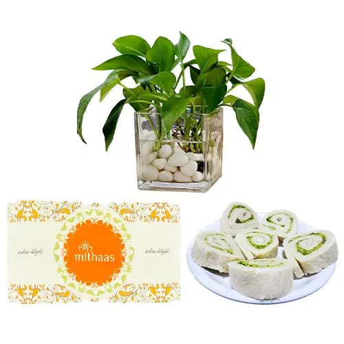 Kaju Cake from Mithas Delicious Sweets with a Money Plant in glass pot