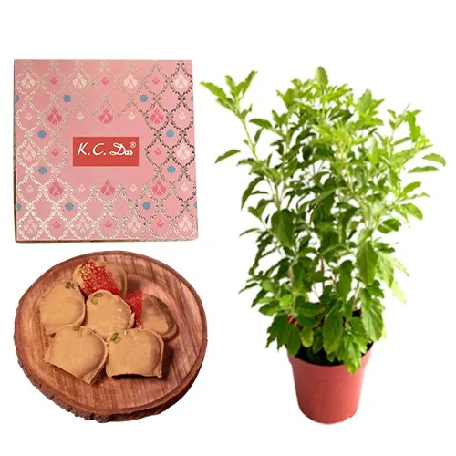 Nolen Gurer Jalbhora from K.C.Das with Tulsi Plant