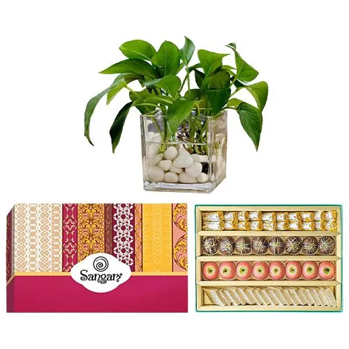 Cashew Delight from Sangam Sweets with a Money Plant in Glass Pot