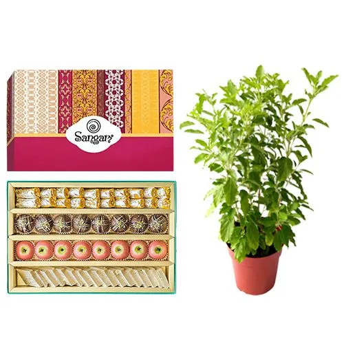 Cashew Delight from Sangam Sweets with a Tulsi Plant	