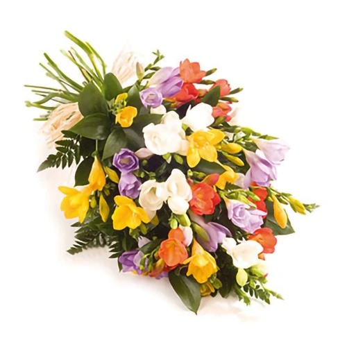 Pure Ecstasy Colorful Freesia Bloom