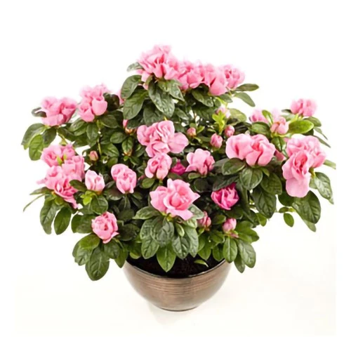 Dandy Azaleas in Bloom