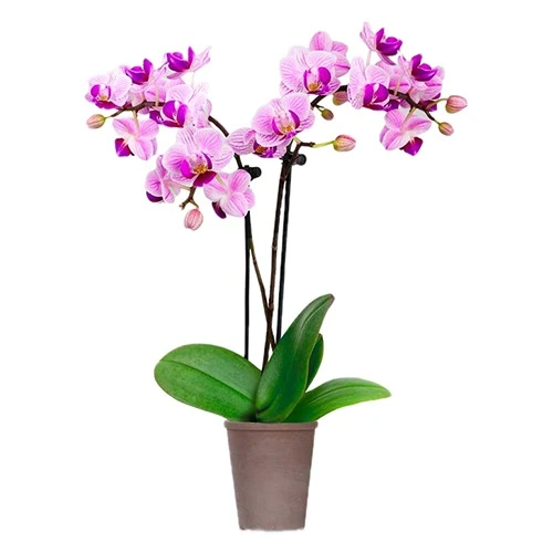 Sprightly Mini Orchid