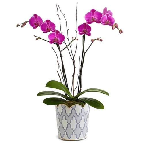 Mesmerizing Orchids Pot