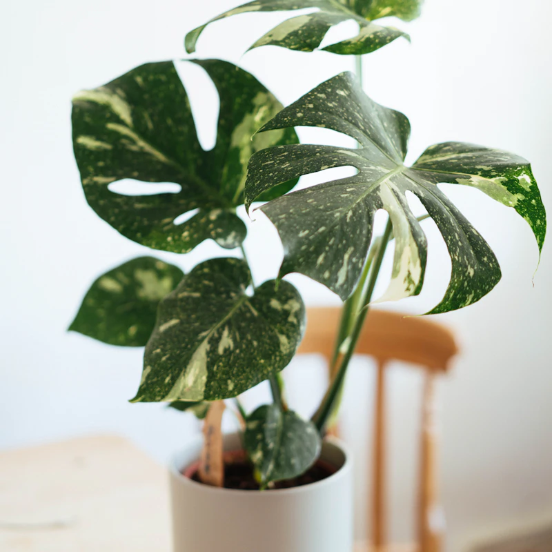 Plants