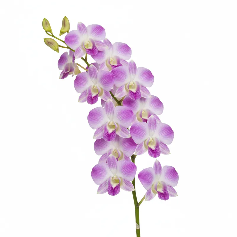 Orchids