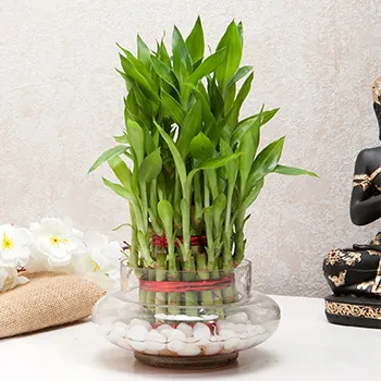 Plants